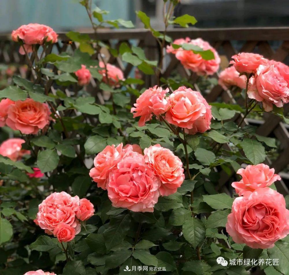 月季基礎(chǔ)知識(shí)：月季肥害，月季藥害，月季薊馬危害的基本特征(圖4)