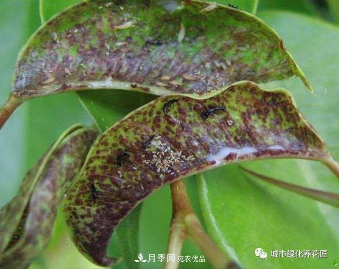 月季基礎(chǔ)知識(shí)：月季肥害，月季藥害，月季薊馬危害的基本特征(圖6)