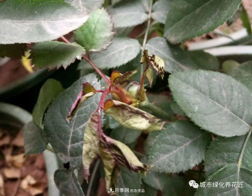 月季基礎(chǔ)知識(shí)：月季肥害，月季藥害，月季薊馬危害的基本特征(圖9)