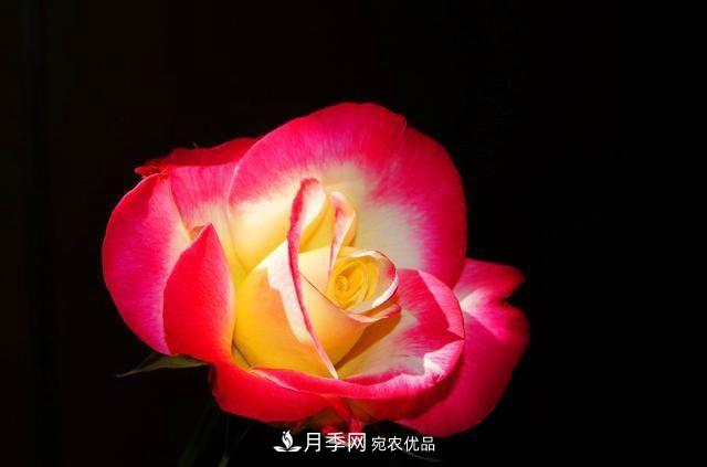 月季太美，哪一種月季的芳香，能讓你的嗅覺感到幸福？(圖7)