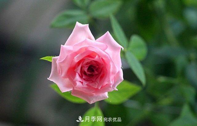 月季太美，哪一種月季的芳香，能讓你的嗅覺感到幸福？(圖6)