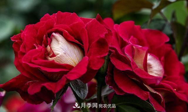 月季太美，哪一種月季的芳香，能讓你的嗅覺感到幸福？(圖5)
