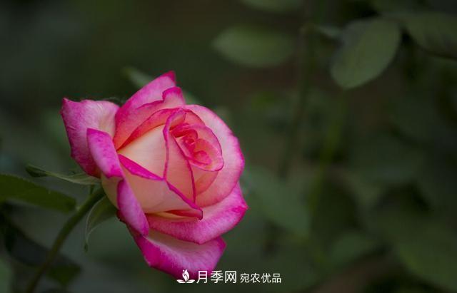 月季太美，哪一種月季的芳香，能讓你的嗅覺感到幸福？(圖1)