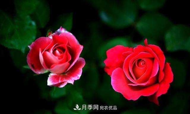 月季太美，哪一種月季的芳香，能讓你的嗅覺感到幸福？(圖2)