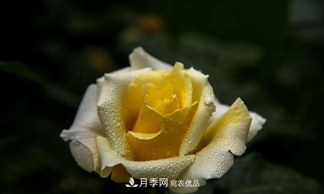 月季太美，哪一種月季的芳香，能讓你的嗅覺感到幸福？(圖3)