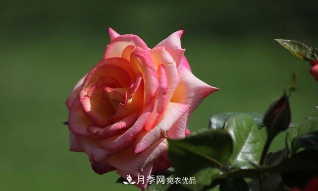 月季太美，哪一種月季的芳香，能讓你的嗅覺感到幸福？(圖4)
