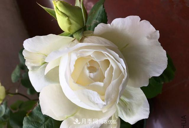 月季太美，哪一種月季的芳香，能讓你的嗅覺感到幸福？(圖8)