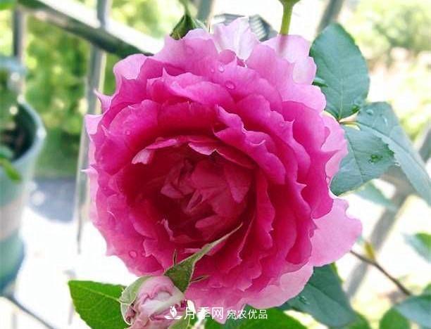 月季太美，哪一種月季的芳香，能讓你的嗅覺感到幸福？(圖9)