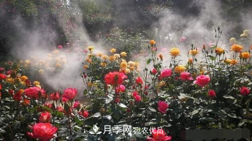 40萬株月季繁花似錦，鄭州月季公園邀你來(圖1)
