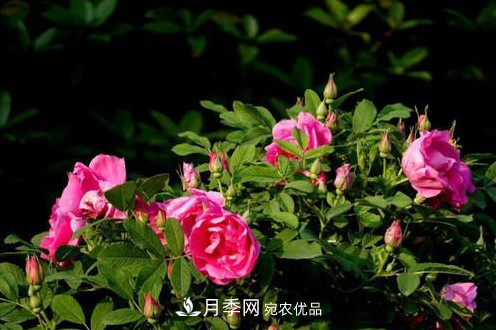 40萬株月季繁花似錦，鄭州月季公園邀你來(圖2)