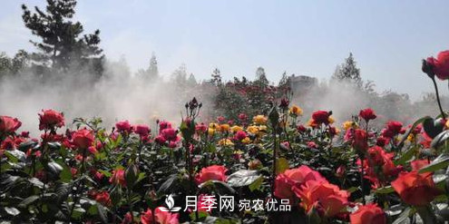 40萬株月季繁花似錦，鄭州月季公園邀你來(圖4)