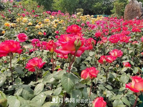40萬株月季繁花似錦，鄭州月季公園邀你來(圖3)
