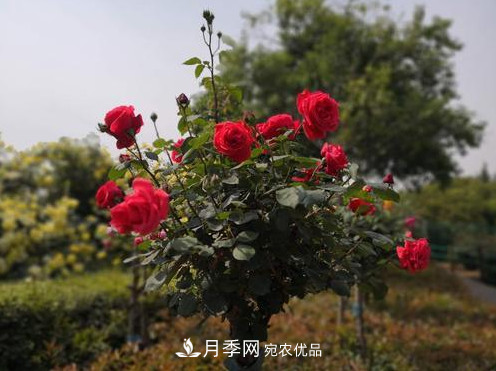 40萬株月季繁花似錦，鄭州月季公園邀你來(圖5)