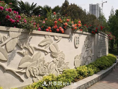 40萬株月季繁花似錦，鄭州月季公園邀你來(圖7)
