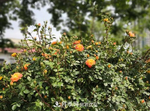 40萬株月季繁花似錦，鄭州月季公園邀你來(圖6)
