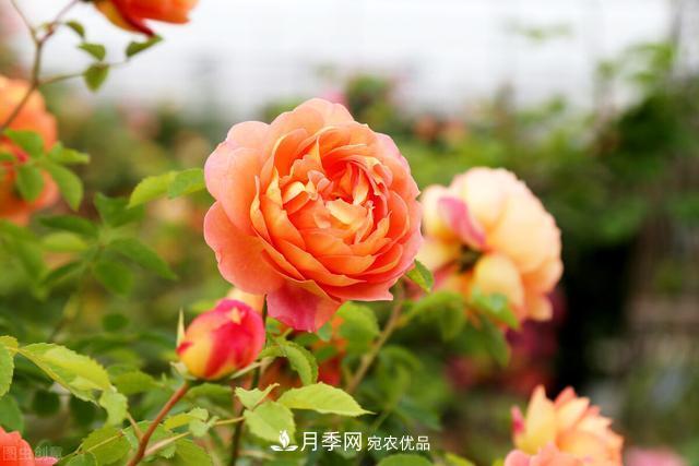 秋天月季不殺菌，會(huì)把病菌帶到家里，月季花友真實(shí)經(jīng)歷告訴你后果(圖1)