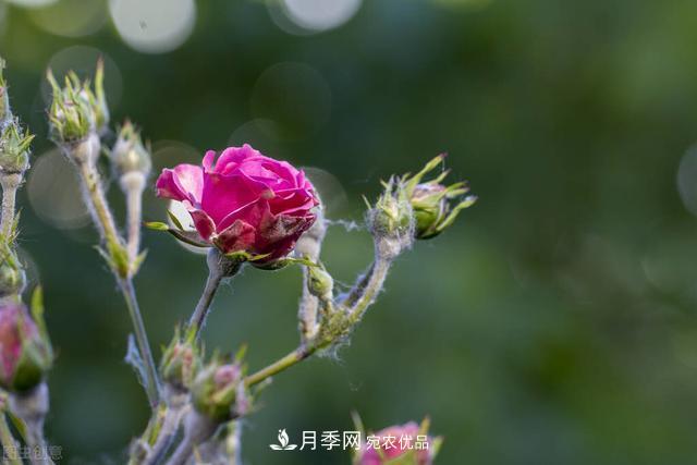 秋天月季不殺菌，會(huì)把病菌帶到家里，月季花友真實(shí)經(jīng)歷告訴你后果(圖2)