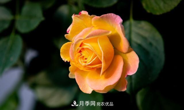 秋天月季不殺菌，會(huì)把病菌帶到家里，月季花友真實(shí)經(jīng)歷告訴你后果(圖5)