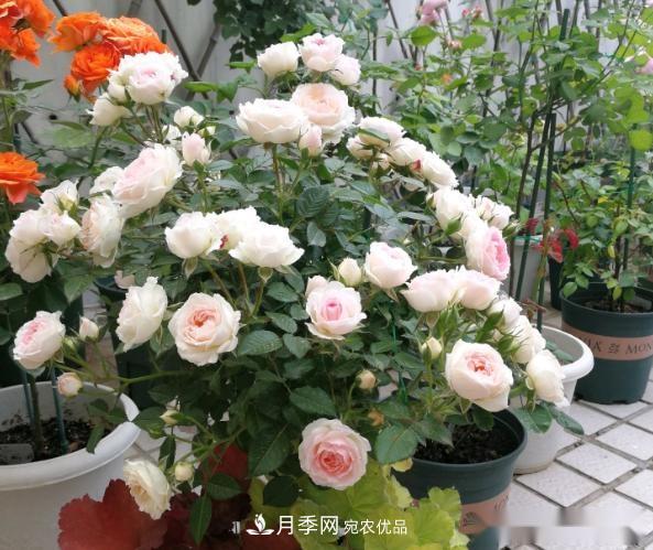 10個養(yǎng)月季行話，讀懂才能養(yǎng)好月季(圖1)