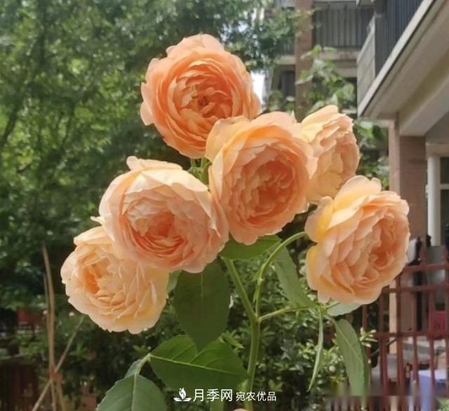10個養(yǎng)月季行話，讀懂才能養(yǎng)好月季(圖8)