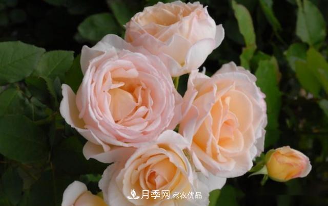 10個養(yǎng)月季行話，讀懂才能養(yǎng)好月季(圖10)