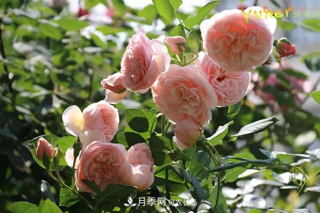月季品種推薦，性價比超高，收藏起來**有用(圖7)