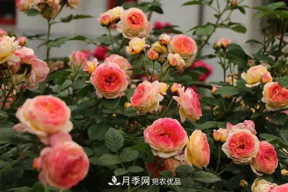 月季品種推薦，性價比超高，收藏起來**有用(圖1)