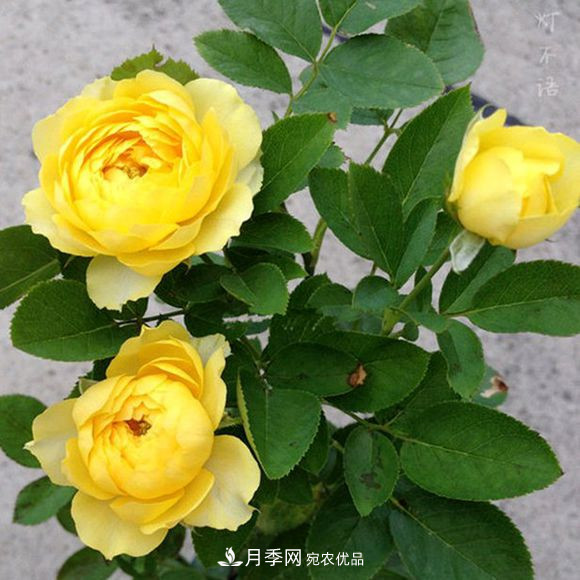 月季品種推薦，性價比超高，收藏起來**有用(圖2)