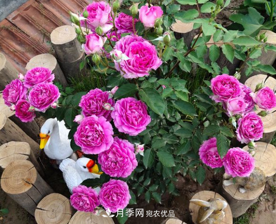 月季品種推薦，性價比超高，收藏起來**有用(圖5)