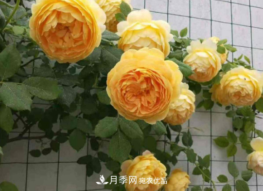 月季品種推薦，性價比超高，收藏起來**有用(圖6)