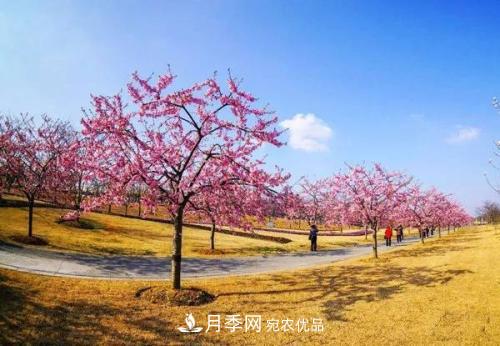 園林綠化常用觀花喬木，花開五彩、絢麗奪目，每種都很有特色(圖1)