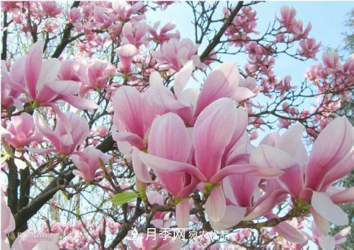 園林綠化常用觀花喬木，花開五彩、絢麗奪目，每種都很有特色(圖4)