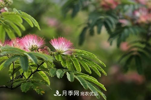 園林綠化常用觀花喬木，花開五彩、絢麗奪目，每種都很有特色(圖3)