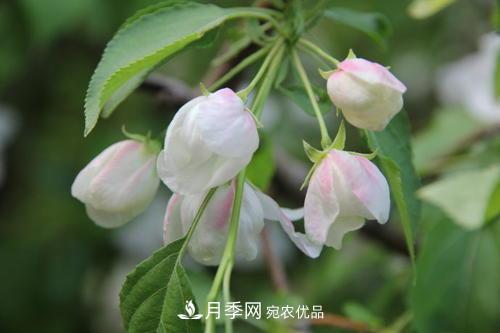園林綠化常用觀花喬木，花開五彩、絢麗奪目，每種都很有特色(圖2)