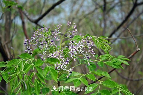 園林綠化常用觀花喬木，花開五彩、絢麗奪目，每種都很有特色(圖6)