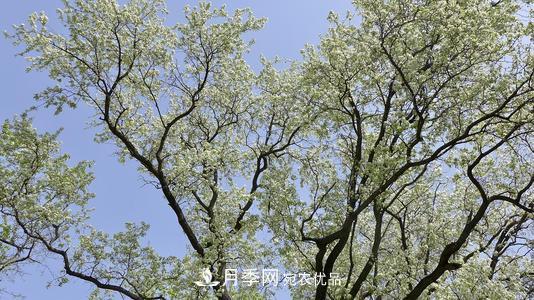 園林綠化常用觀花喬木，花開五彩、絢麗奪目，每種都很有特色(圖7)