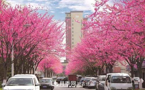 園林綠化常用觀花喬木，花開五彩、絢麗奪目，每種都很有特色(圖8)