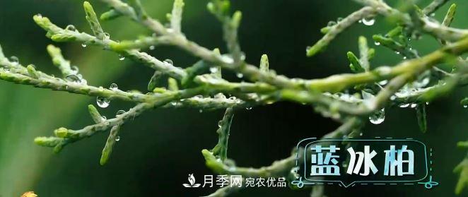 河南商丘男子種苗木，半年?duì)I業(yè)額達(dá)3000萬(圖5)