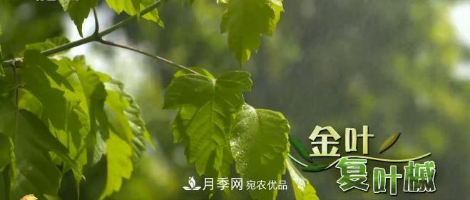 河南商丘男子種苗木，半年?duì)I業(yè)額達(dá)3000萬(圖6)