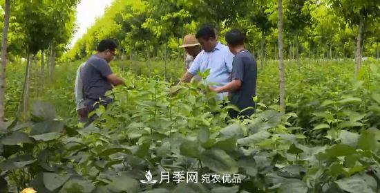 河南商丘男子種苗木，半年?duì)I業(yè)額達(dá)3000萬(圖1)
