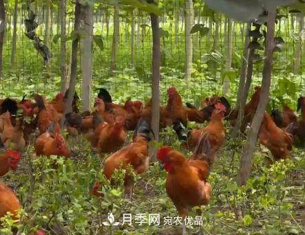 河南商丘男子種苗木，半年?duì)I業(yè)額達(dá)3000萬(圖11)