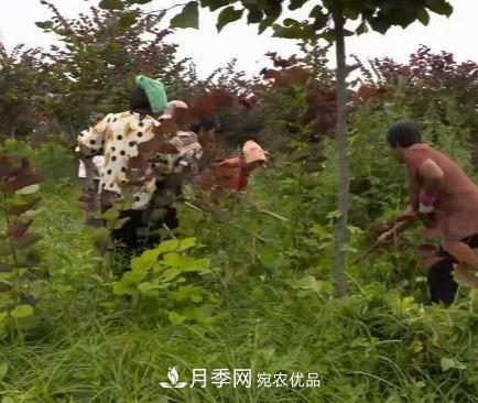河南商丘男子種苗木，半年?duì)I業(yè)額達(dá)3000萬(圖9)