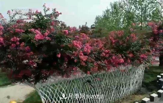 河南商丘男子種苗木，半年?duì)I業(yè)額達(dá)3000萬(圖12)