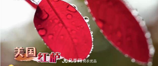 河南商丘男子種苗木，半年?duì)I業(yè)額達(dá)3000萬(圖7)