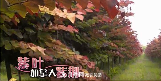 河南商丘男子種苗木，半年?duì)I業(yè)額達(dá)3000萬(圖8)