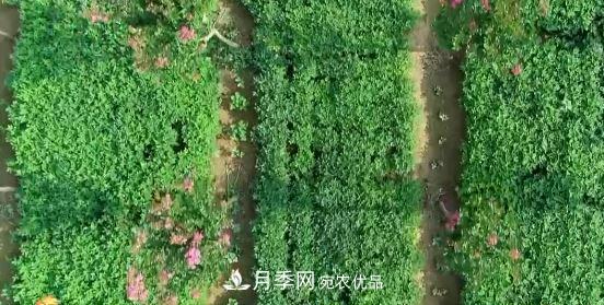 河南商丘男子種苗木，半年?duì)I業(yè)額達(dá)3000萬(圖10)