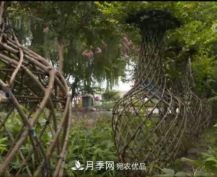 河南商丘男子種苗木，半年?duì)I業(yè)額達(dá)3000萬(圖13)