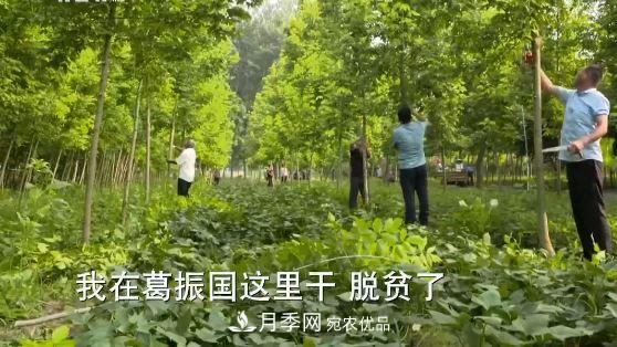河南商丘男子種苗木，半年?duì)I業(yè)額達(dá)3000萬(圖15)
