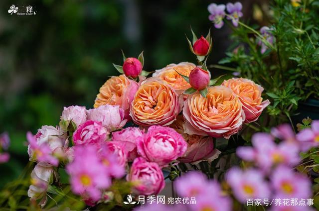 中國(guó)99%的月季都是盜版，到底我們?cè)摬辉撡I正版月季(圖1)