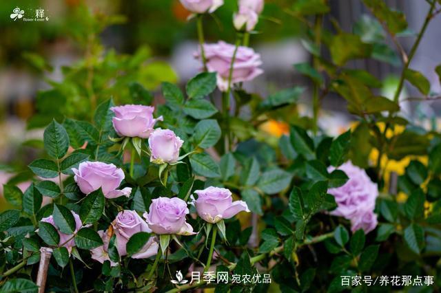中國(guó)99%的月季都是盜版，到底我們?cè)摬辉撡I正版月季(圖2)